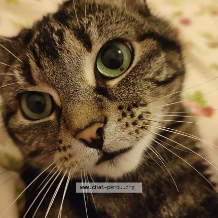 Photo of a cat found in Lille