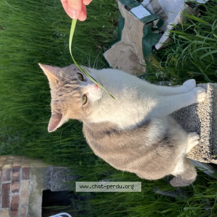 Photo of a cat found in Apt
