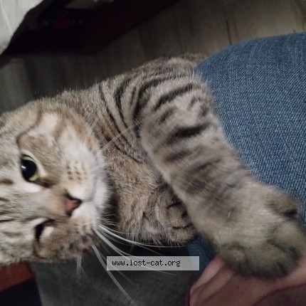 Photo of a cat found in Warren