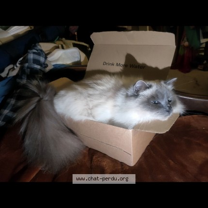 Photo of a cat found in Carcassonne