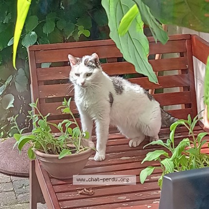 Foto 1/1 Anakin Kat vermist in Braine L Alleud