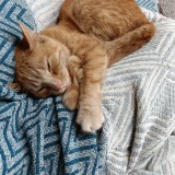 Ginger