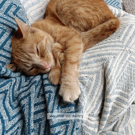Foto 1/1 Ginger Kat vermist in Namur