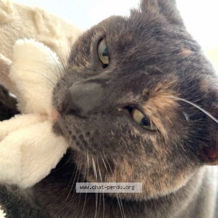Photo of a cat found in Le Blanc Mesnil