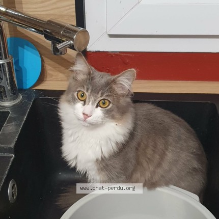 Photo of a cat found in Rennes