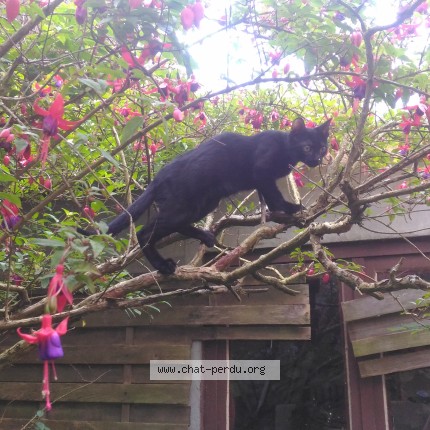 Photo of a cat found in Brest