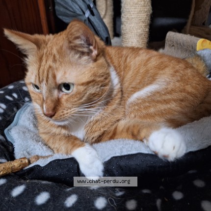 Photo of a cat found in Leuze En Hainaut