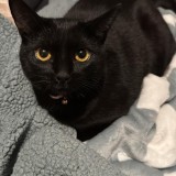 Nala