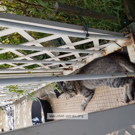 Photo of a cat found in Saint Nazaire