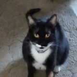 bella