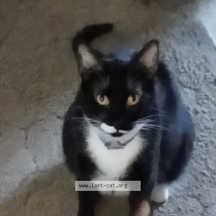 Picture of cat lost at St Louis