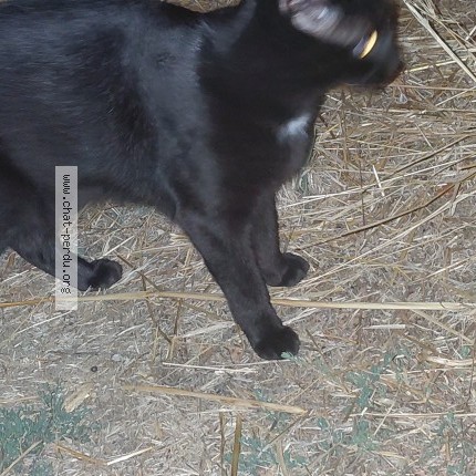 Photo of a cat found in Toulouse