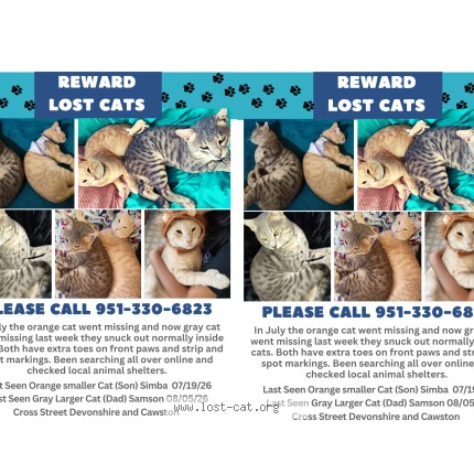 Photo 1/1 Samson Cat lost in Hemet