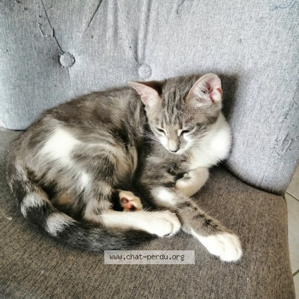 Foto einer wiedergefundenen Katze in Escalquens