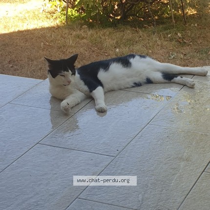 Photo of a cat found in Le Plessis Trevise