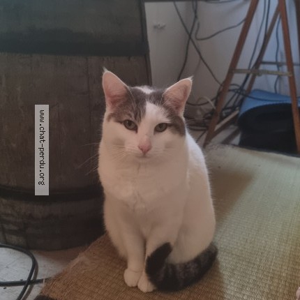 Photo of a cat found in Lyon