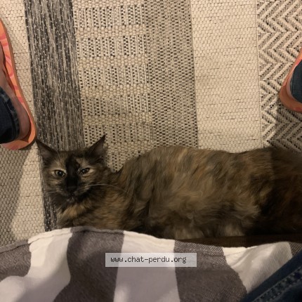 Foto einer wiedergefundenen Katze in Saint Mihiel