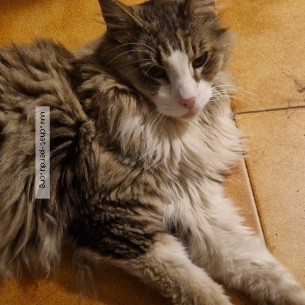 Photo of a cat found in Aix En Provence