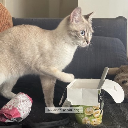 Photo of a cat found in Bondoufle