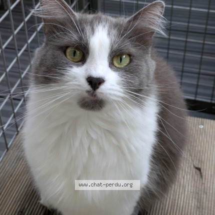 Photo of a cat found in Bar Sur Aube
