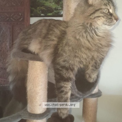 Photo of a cat found in Cergy