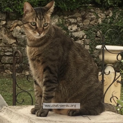 Photo of a cat found in Grasse