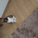 jori