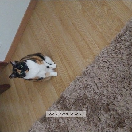 Foto 1/1 jori Kat vermist in Bruxelles