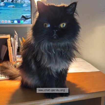 Foto 1/1 Sydney Katze verloren in Chene Bougeries Geneve