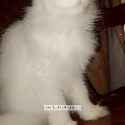 Picture of cat lost at Lahore