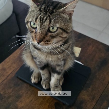 Photo of a cat found in Saint Etienne