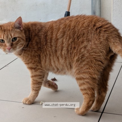 Photo of a cat found in La Roche Sur Yon