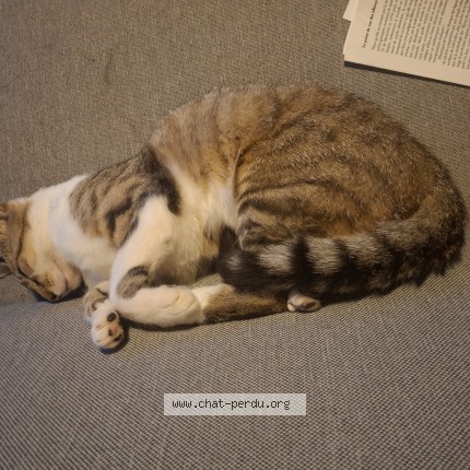 Photo of a cat found in Le Relecq Kerhuon