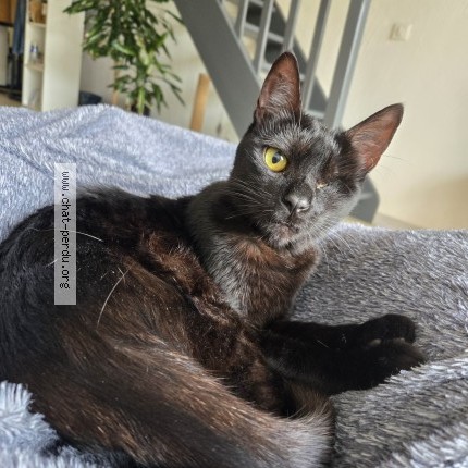 Foto einer wiedergefundenen Katze in Vence