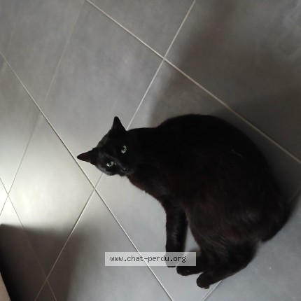 Photo of a cat found in Aubange