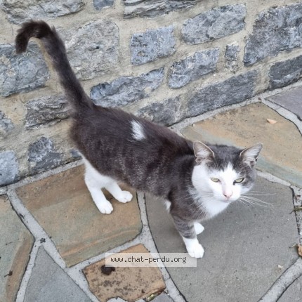Foto 1/1 Kat gevonden Gevonden in Morville