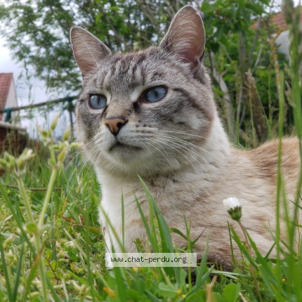 Photo of a cat found in Meaux