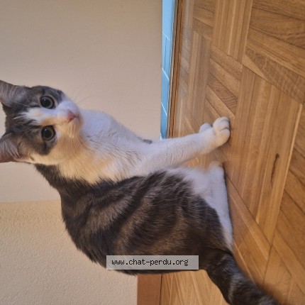 Foto 1/1 Coco Katze verloren in Geneva