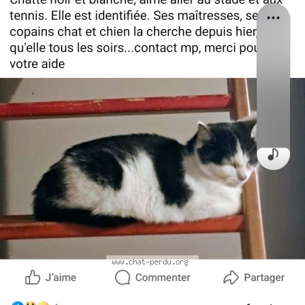 Photo of a cat found in Le Mans