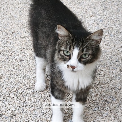 Photo of a cat reunited in Lagnes