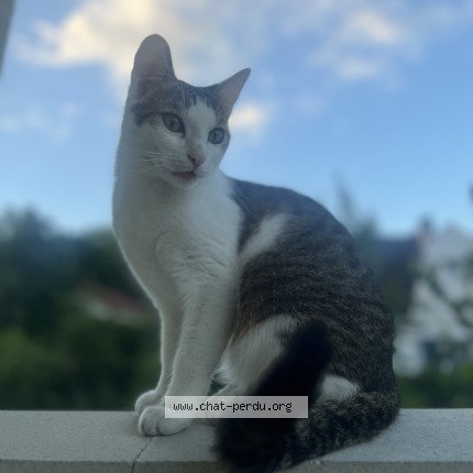 Photo of a cat found in Groslay