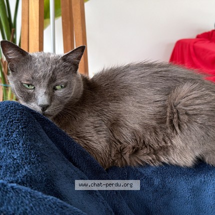 Photo of a cat found in St Jean De Luz Ciboure