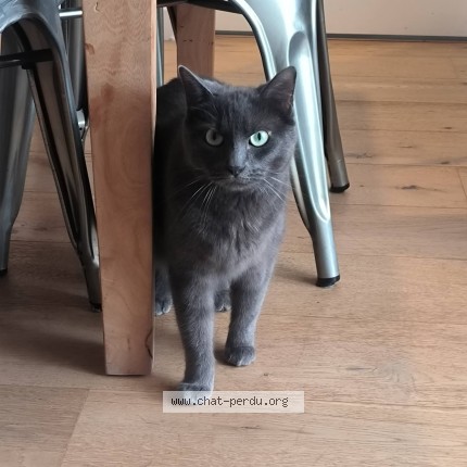 Photo of a cat found in Libourne