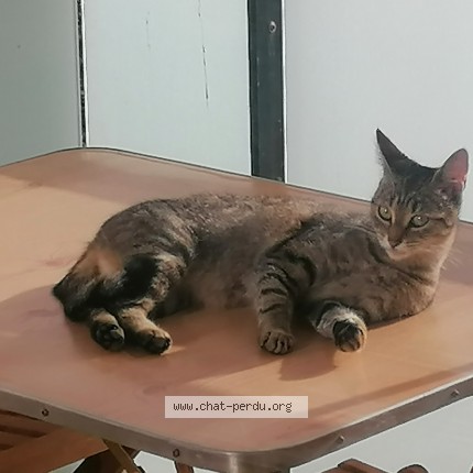 Photo of a cat found in Concarneau