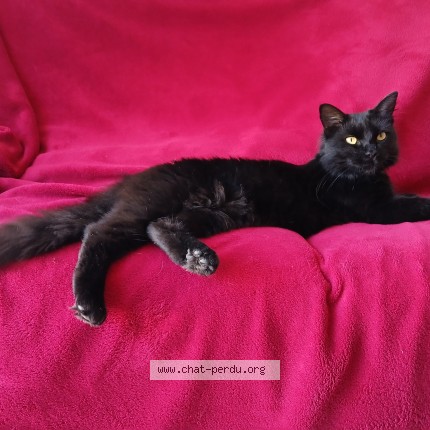Photo of a cat found in Angouleme