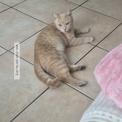 Photo of a cat found in Le Mans