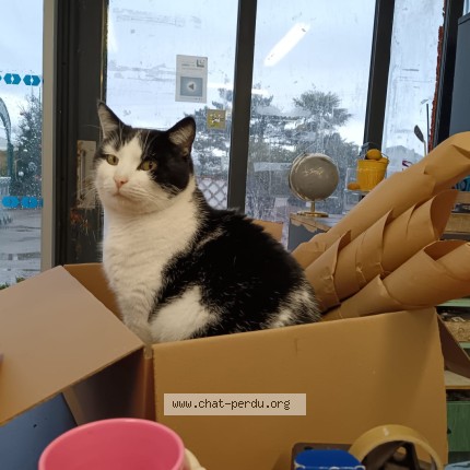 Photo of a cat found in Vonnas