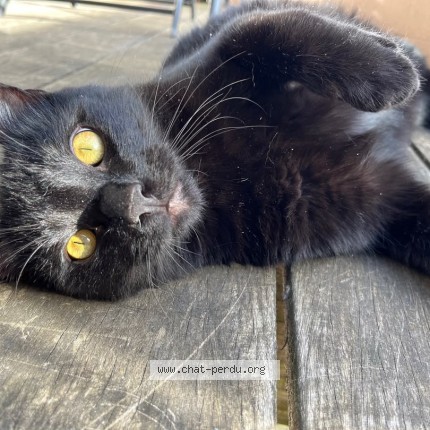 Photo of a cat found in Saint Girons