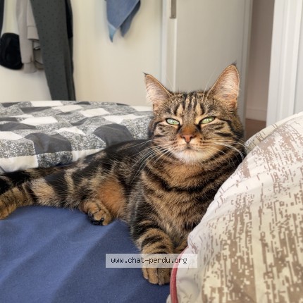 Foto einer wiedergefundenen Katze in Troyes