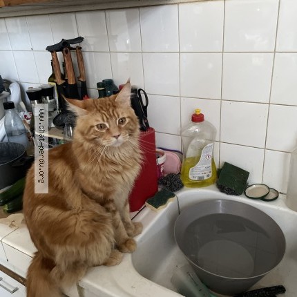 Photo of a cat found in Landresse
